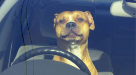 Chùm ảnh: Bật cười xem chó lái xe