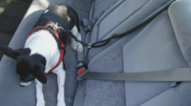 Dây bảo hiểm trên xe hơi cho… chó