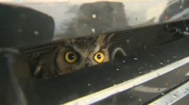 Chuyện lạ: Cú mèo mắc kẹt trong lưới tản nhiệt xe hơi